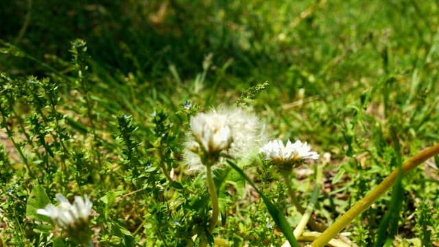 Dandelions blooming in a sunlit green field