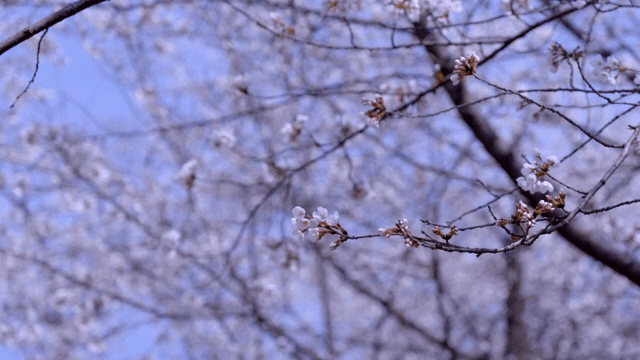 Cherry blossoms blooming on branches