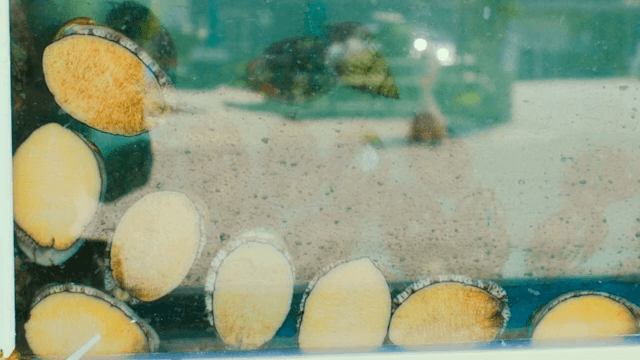 수조 벽에 붙어있는 전복들