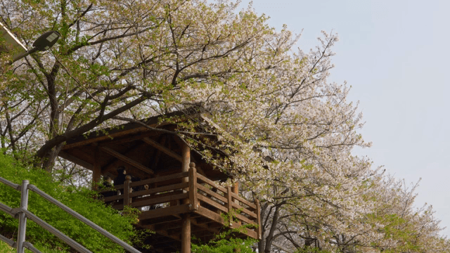 나무 정자 근처의 벚꽃