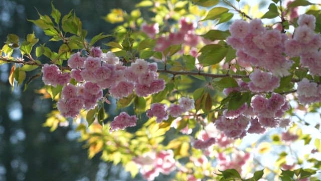 Pink Cherry Blossoms in Full Bloom on a Sunny Day