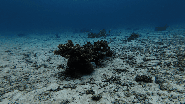 Tropical underwater coral reefs where colorful small fish swim