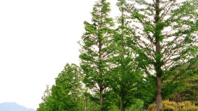 Tall green trees on a clear day