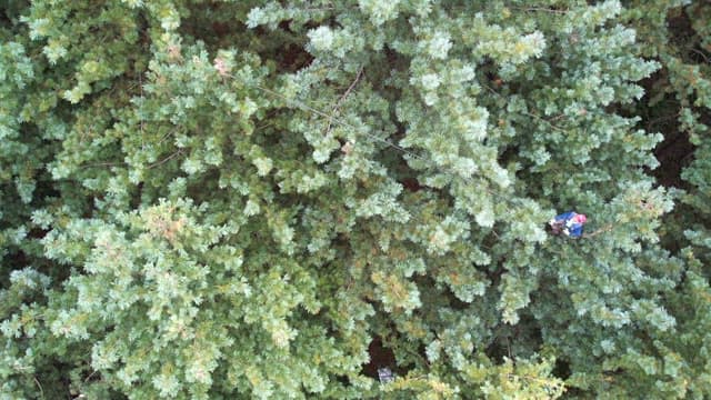 열매를 채취하기 위해 잣나무를 흔드는 모습