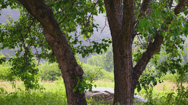 비 오는 날의 나무