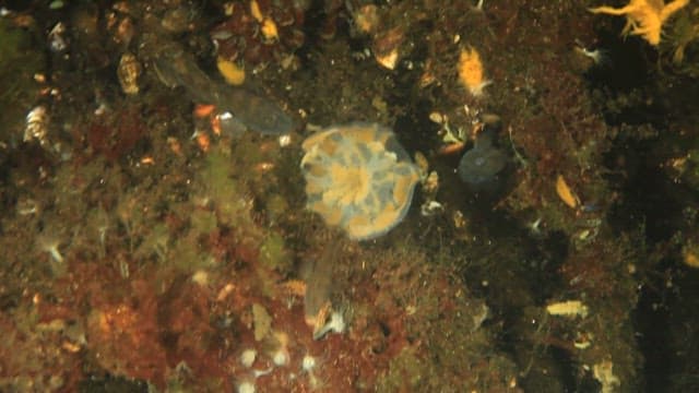 해파리를 뜯어먹는 물고기들