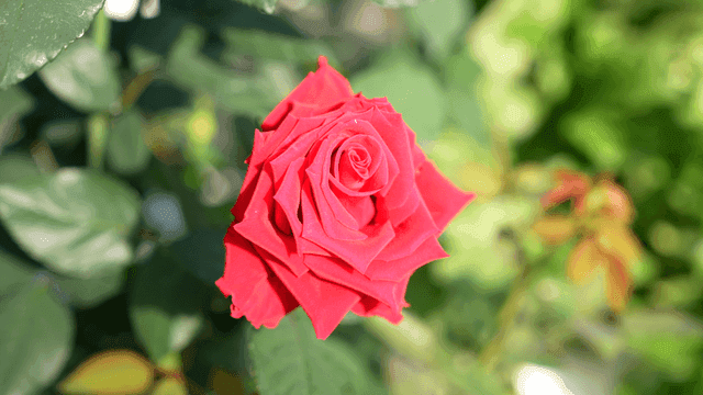 Fully bloomed red rose