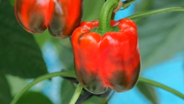 녹색 잎과 빨간 파프리카