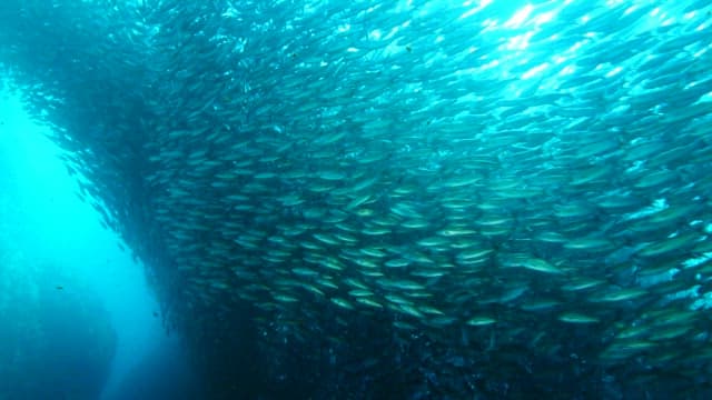 School of Fish Swimming with Seal in Ocean