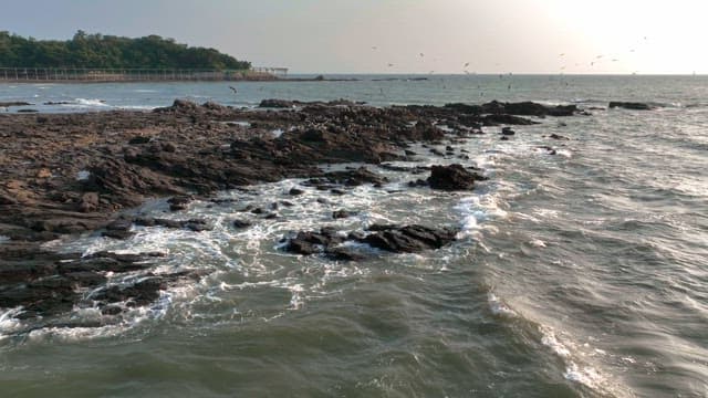 Seagulls flying over rocky seashore