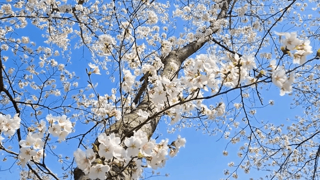 Cherry blossoms blooming under a clear sky