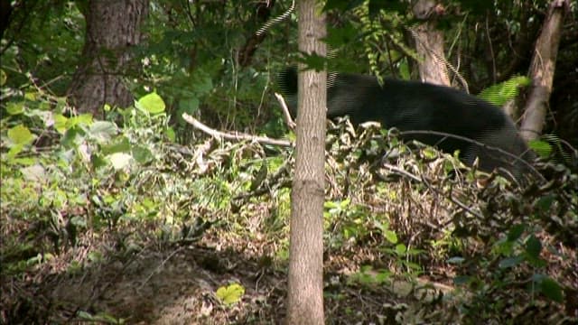 Bear in its Natural Habitat in the Forest