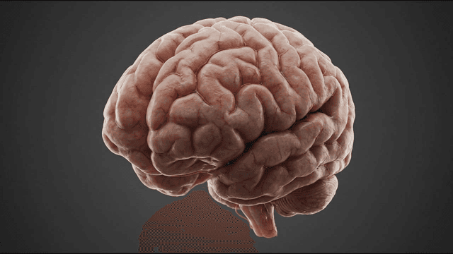 Detailed view of human brain organ