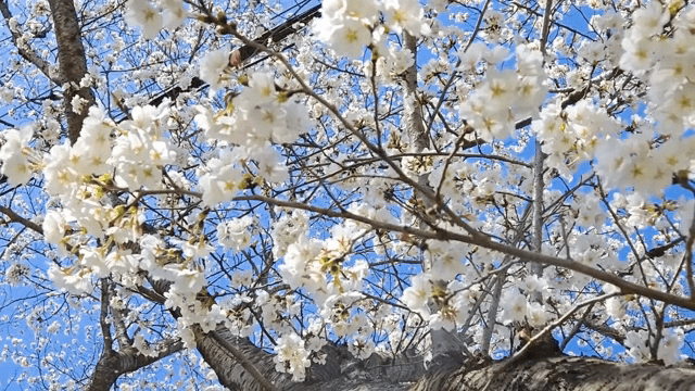 맑은 하늘 아래 핀 벚꽃