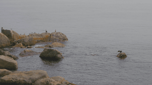 돌들에 새들이 앉아있는 바다