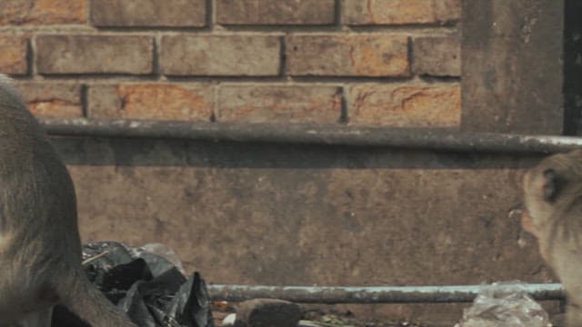 땅 위에서 다투는 원숭이들