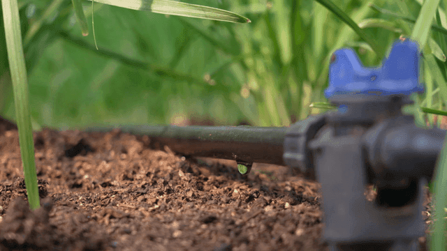 Water dripping from an irrigation pipe