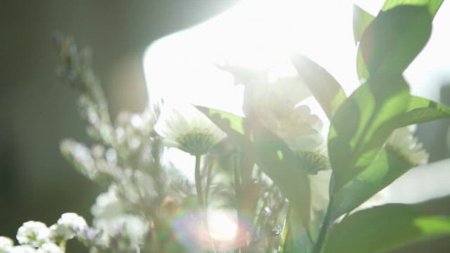 Sunlight filtering through green leaves and flowers