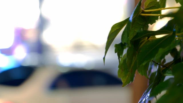 지나가는 차들을 배경으로 하는 나뭇잎