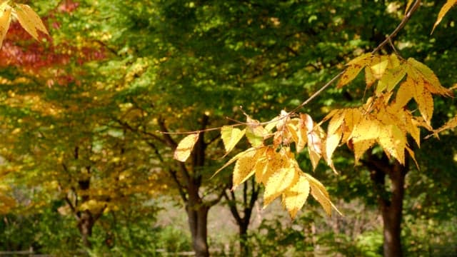 Autumn leaves in a lush green forest