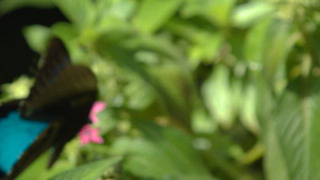 조밀한 꽃 위의 화려한 나비