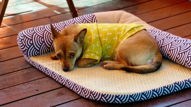 Small dog resting on a cushion on a wooden deck outdoor