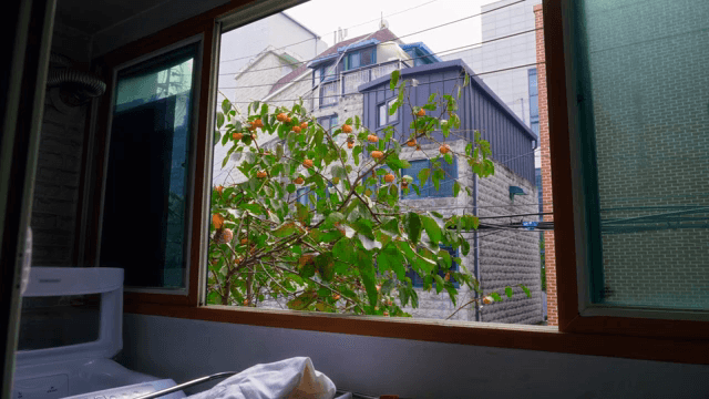 창문을 통해 본 감나무