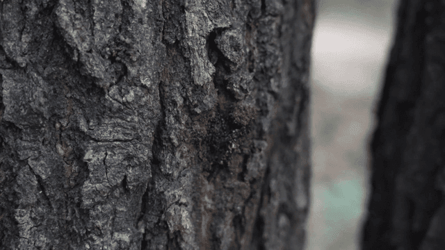 나무 껍질 위를 움직이는 개미 무리