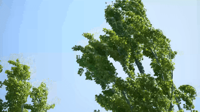 Green trees swaying under a clear sky