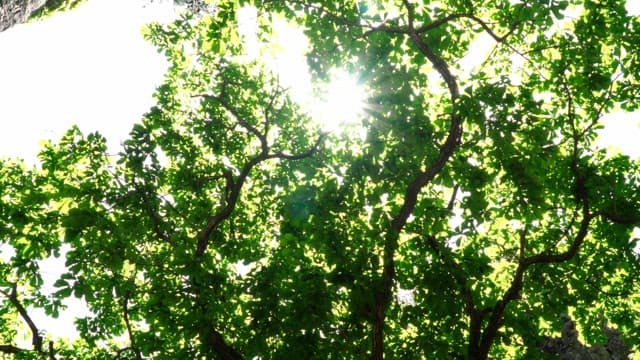 숲속의 울창한 녹색 캐노피를 뚫고 비치는 햇빛