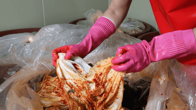 Kimchi that tears apart with rubber-gloved hands