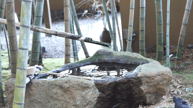 Bamboo water feature in a serene garden