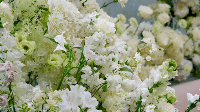 활짝 핀 흰 꽃들의 모음