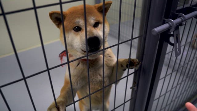 Barking Dog Looking Out throgh a Cage