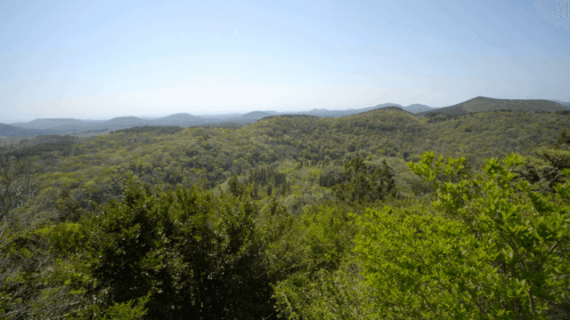 Vast green forest under a clear sky