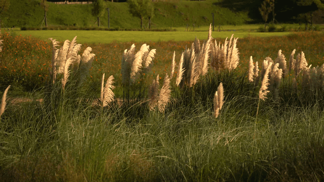햇살 가득한 들판에서 흔들리는 가을 억새
