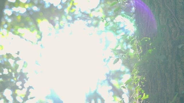 숲속 나무 사이로 쏟아지는 햇빛