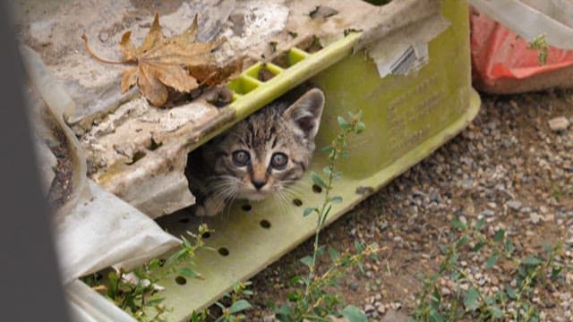 은신처에 있는 고양이들