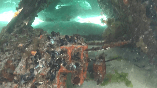 Underwater scene with marine life