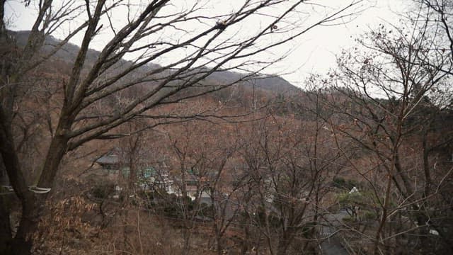 창문을 통해 본 숲의 풍경