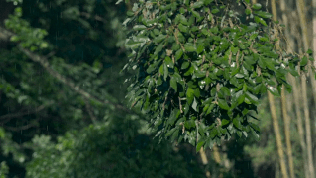Rain falling on lush green forest leaves