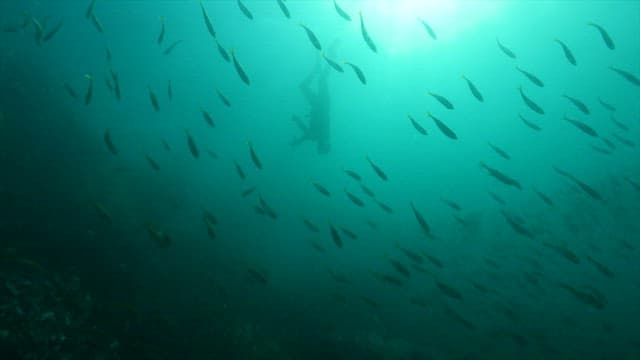 바다에서 조개를 캐는 해녀