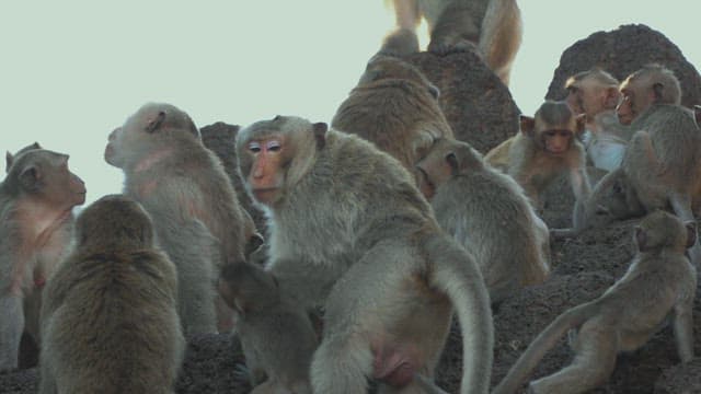 Group of Monkeys Resting and Playing on Rocky Structure