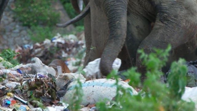 Elephants eating trash at a landfill