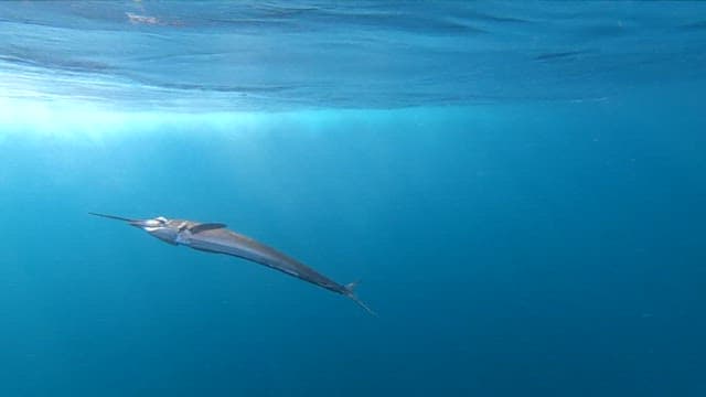 Sailfish swimming gracefully underwater