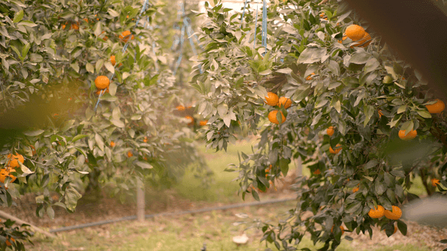 Tangerine tree with ripe fruit