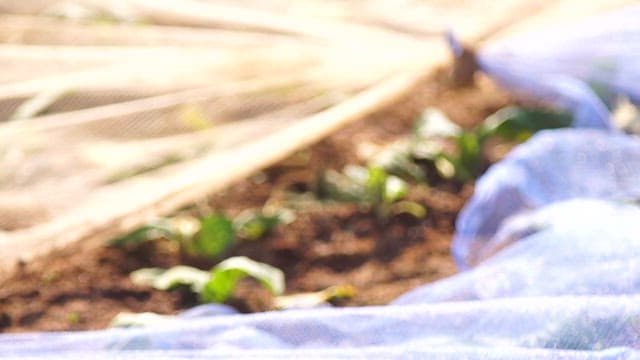 보호망 아래 자라는 싱싱한 갓