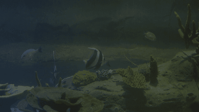 Various fish swimming in aquarium