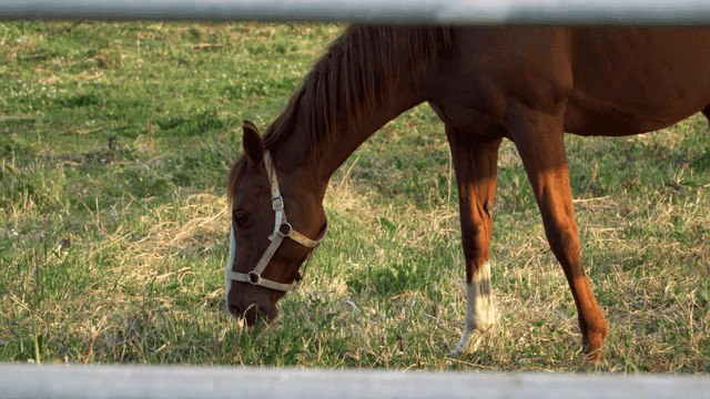 햇살 가득한 들판에서 풀을 뜯는 말