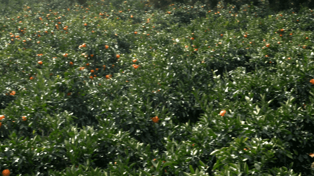 Citrus orchard with lush green trees